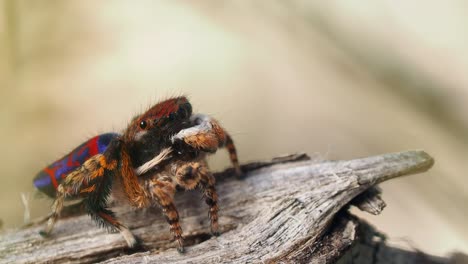 Araña-Pavo-Real-De-Perfil,-Mira-Hacia-Arriba-Y-Gira