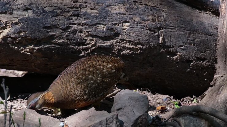 Avvistato mentre cerca cibo proprio accanto a un tronco caduto nel profondo della foresta, Pernice pettosquamato Tropicoperdix chloropus, Thailandia