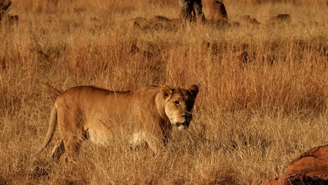 Powerful-lioness-in-Africa's-morning-light,-slow-motion-stroll-through-the-dry-winter-grasslands