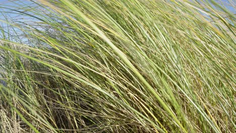 La-Hierba-De-Las-Dunas-Sopla-Suavemente-Con-El-Viento-Contra-El-Cielo-Azul-En-La-Costa