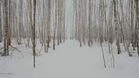 Bosque-Pantanoso-De-Lituania-En-El-Mes-De-Marzo