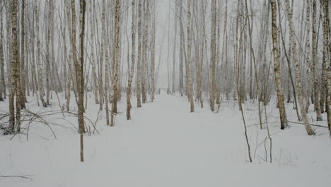 swamp forest of lithuania in the month of march