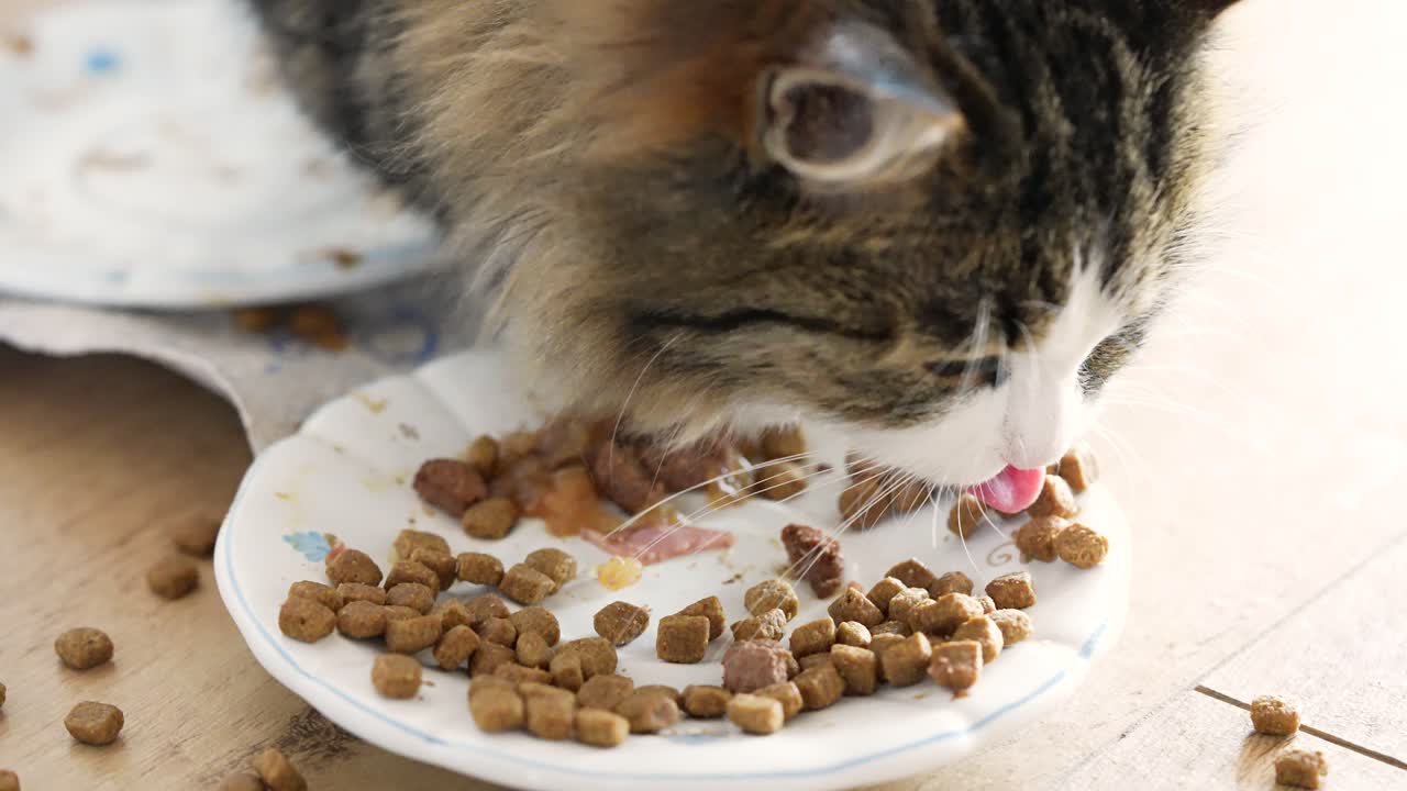 Eine getigerte Hauskatze mit langem Fell frisst von einem Teller, während Futterstücke auf den Boden fallen. Natürliche Fütterungsszene in Innenräumen, die realistisches Haustierverhalten und alltägliche häusliche Pflege zeigt