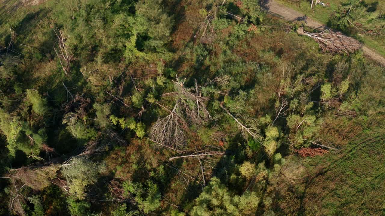 Aerial drone shot of fallen trees after tornado in Czech republic