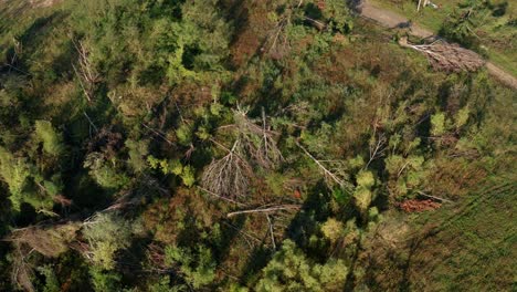 Toma-Aérea-De-Drones-De-árboles-Caídos-Después-De-Un-Tornado-En-La-República-Checa