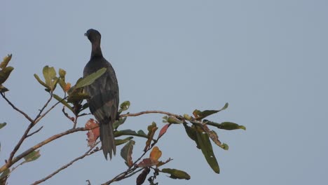 Cormorán-Relajándose-En-El-árbol---Caza---Comida-