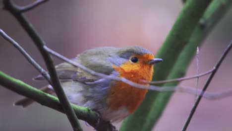 Pequeño-Y-Lindo-Pájaro-Naranja-Sentado-En-La-Rama-De-Un-árbol-Observando-La-Naturaleza-Salvaje-En-Una-Impresionante-Vista-De-Cerca