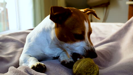 El-Perro-Mordisqueando-Juguetonamente-Una-Pelota-De-Goma-Amarilla-Se-Distrae