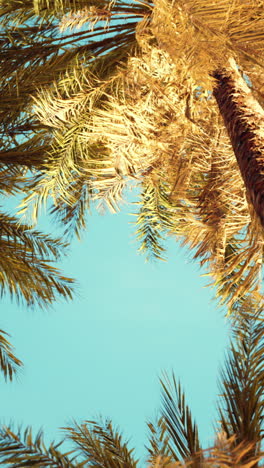 palm trees against a bright blue sky