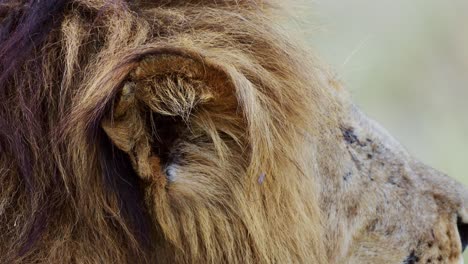 Slow-Motion-of-African-Wildlife-Male-lion-ear-close-up-of-animal-detail-listening,-Safari-in-Maasai-Mara-National-Reserve-in-Kenya,-Africa,-Masai-Mara-National-Park
