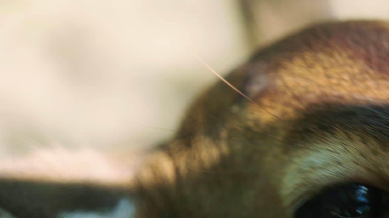 4K Cinematic slow motion wildlife nature footage of a spotted deer's eye from up close in the middle of the jungle in the mountains of Phuket, Thailand on a sunny day