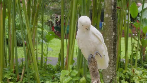 Weißer-Kakadu-Papagei-Thront-Auf-Einem-Ast-Und-Putzt-Sein-Gefieder