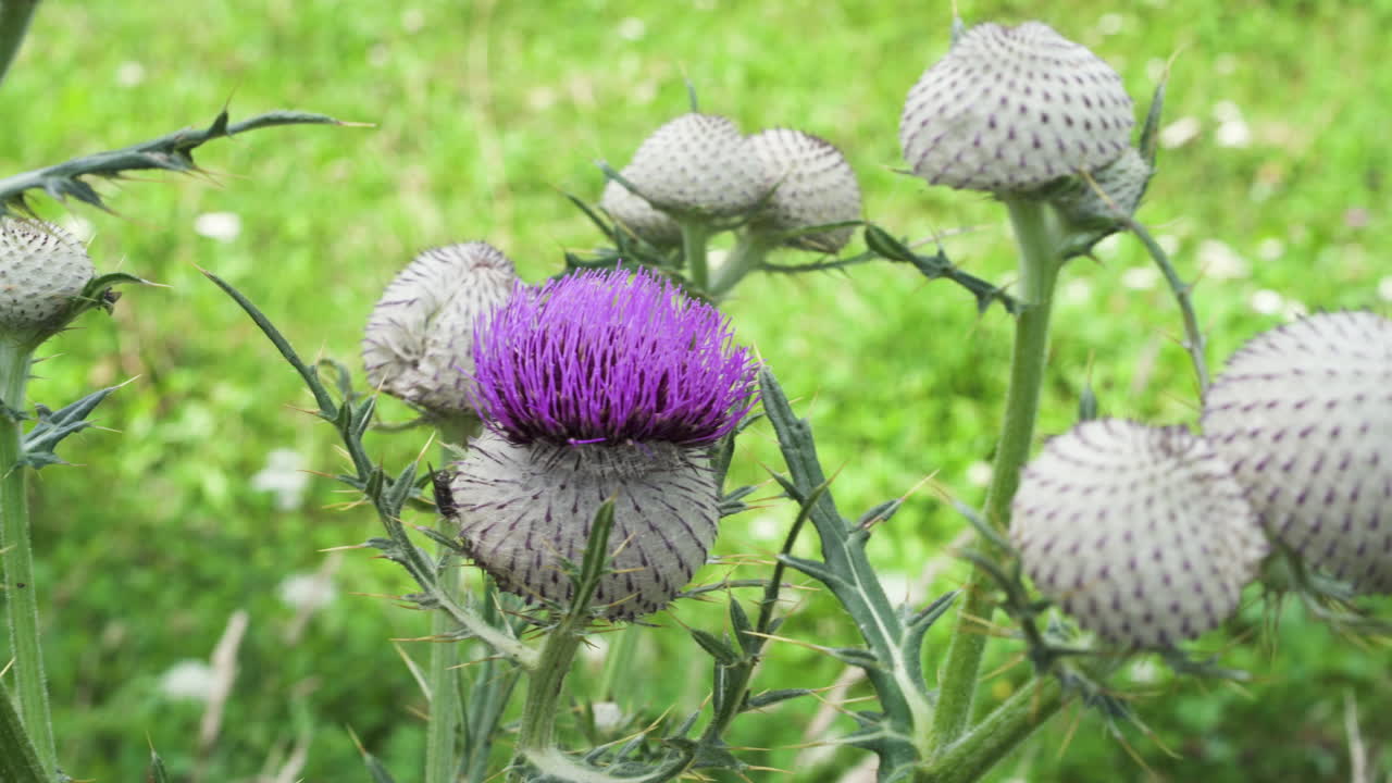 바람에 흔들리는 엉겅퀴 – 클로즈업 샷 – 정적 샷