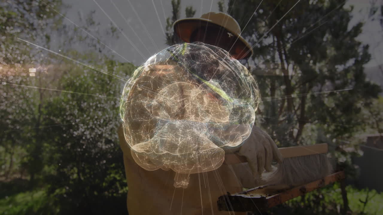 Senior beekeeper brushing bees off honeycomb frame, showing digital brain hologram technology