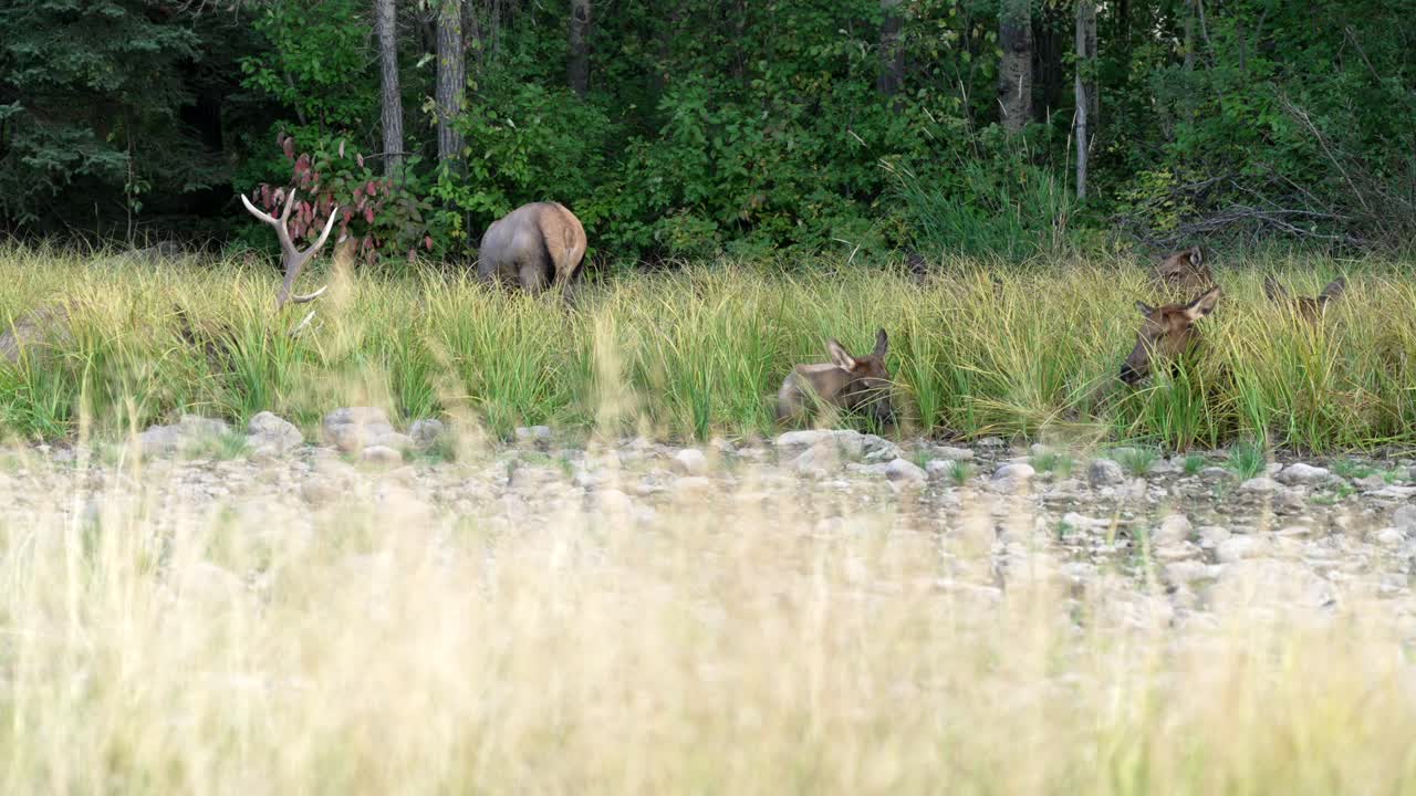 Bull with one antler lying down with his females.