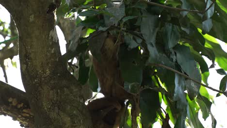 perezoso colgando de un árbol asomando entre las hojas