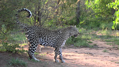 a leopard standing with beautiful posture with it's tail curled up high