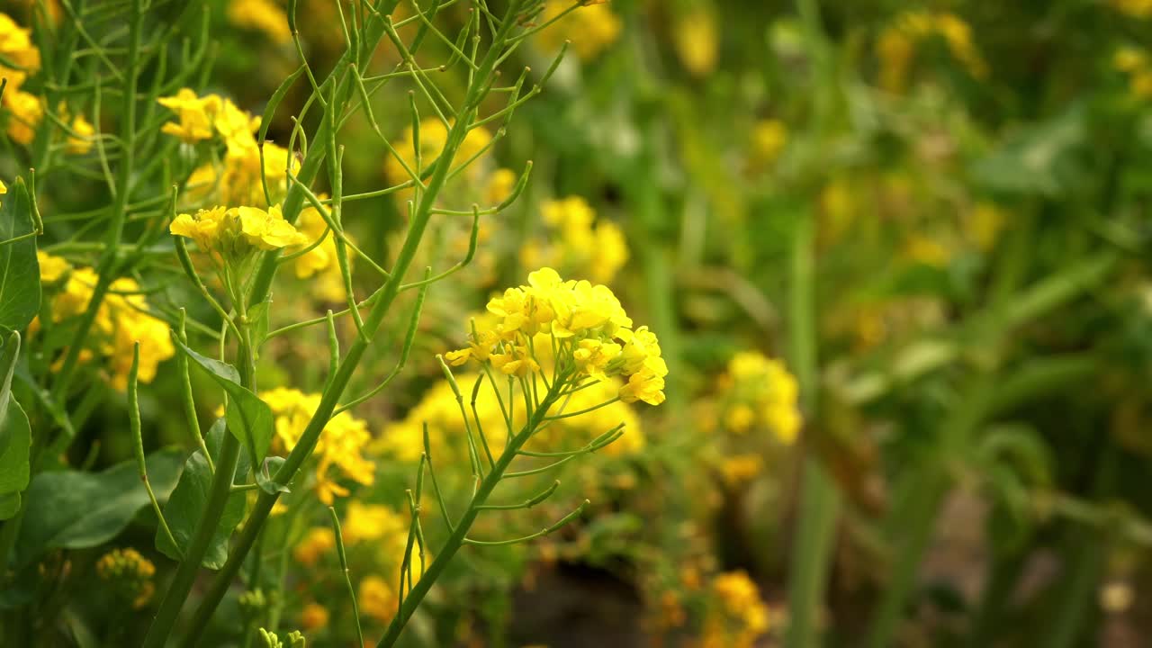 Vibrant Field of Yellow Rapeseed Flowers 2