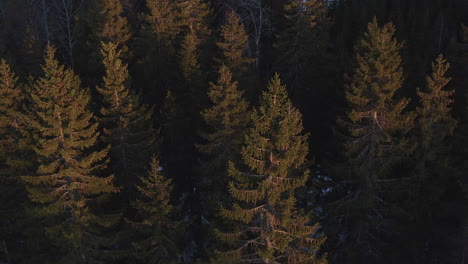 aerial drone shot of swaying spruce trees in beautiful soft evening light