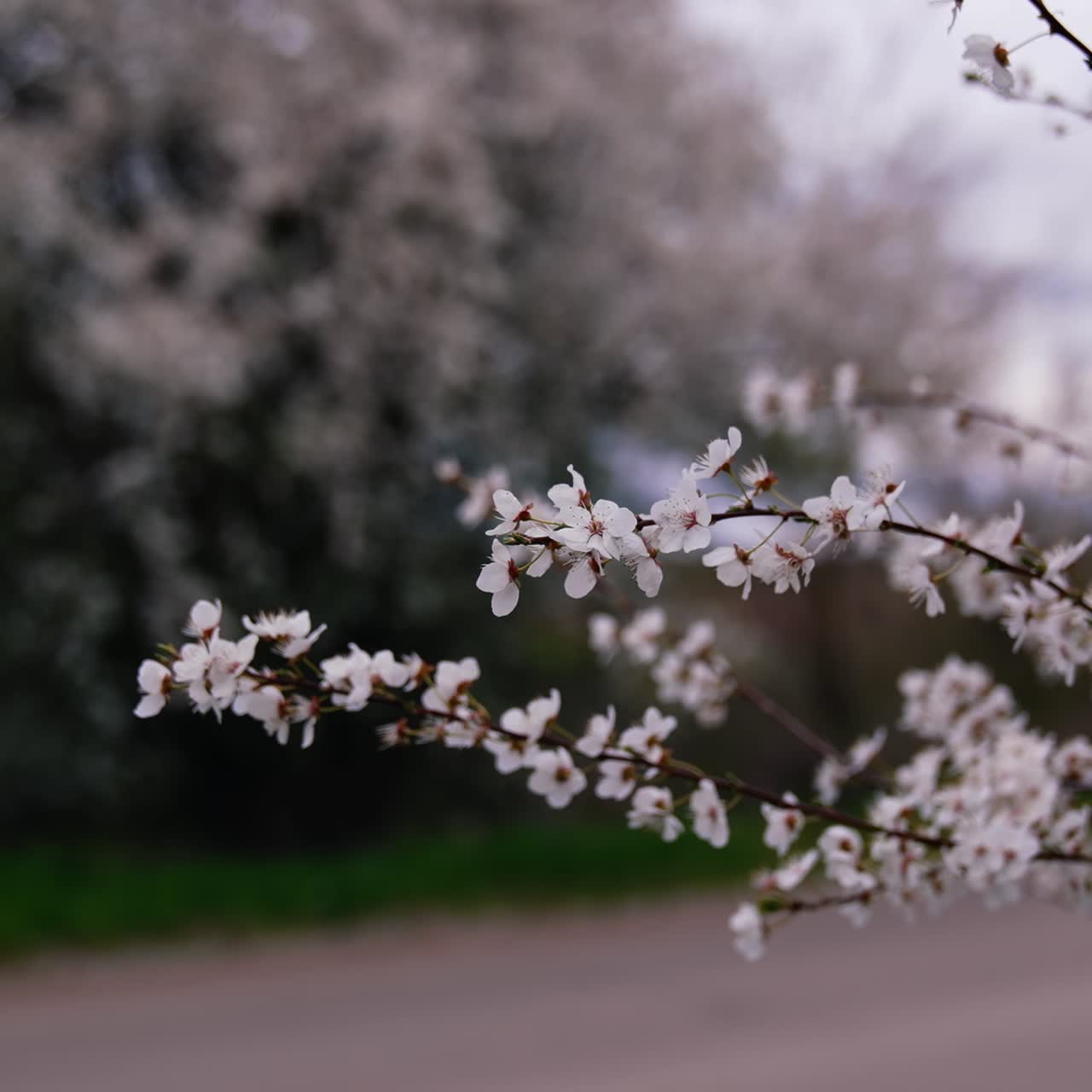 Cherry blossom swaying in the spring wind. Tree branch with white blooming flowers over the road. Beautiful trees flowering in spring