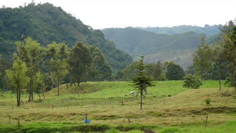 man walking his horse with milk containers in the countryside
