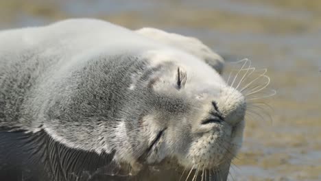 primer plano de una foca tumbada en la playa y tomando el sol con los ojos cerrados
