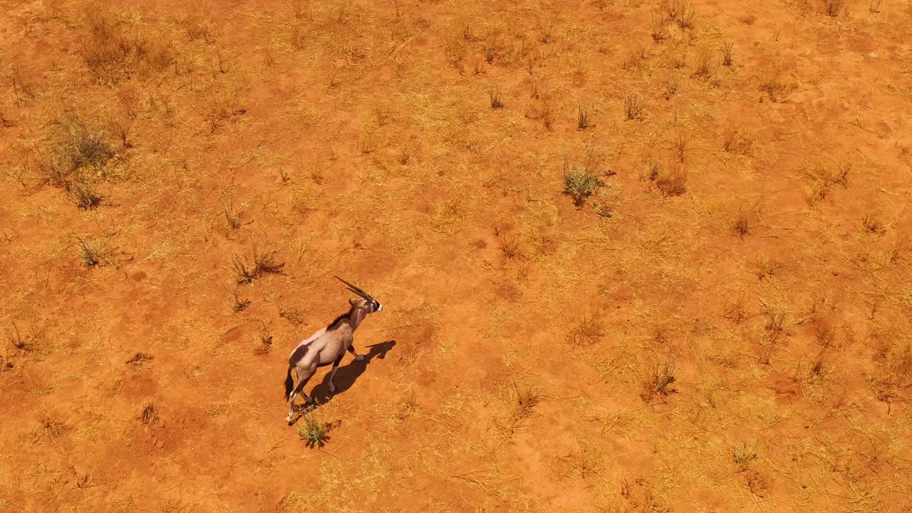 antena sobre un solitario antílope oryx caminando por las llanuras de áfrica cerca de erindi, namibia