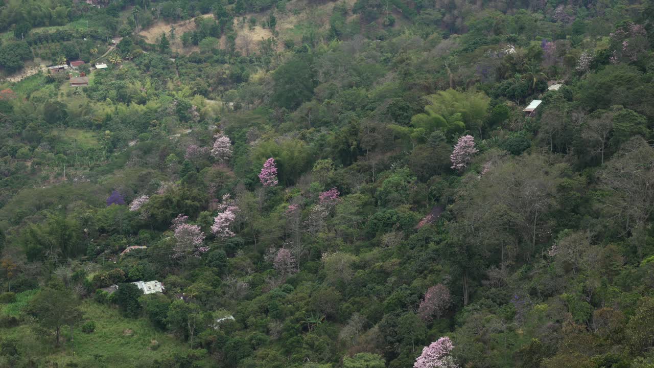 Rigogliosa foresta con albero di lapacho rosa in fiore visibile tra le foglie verdi