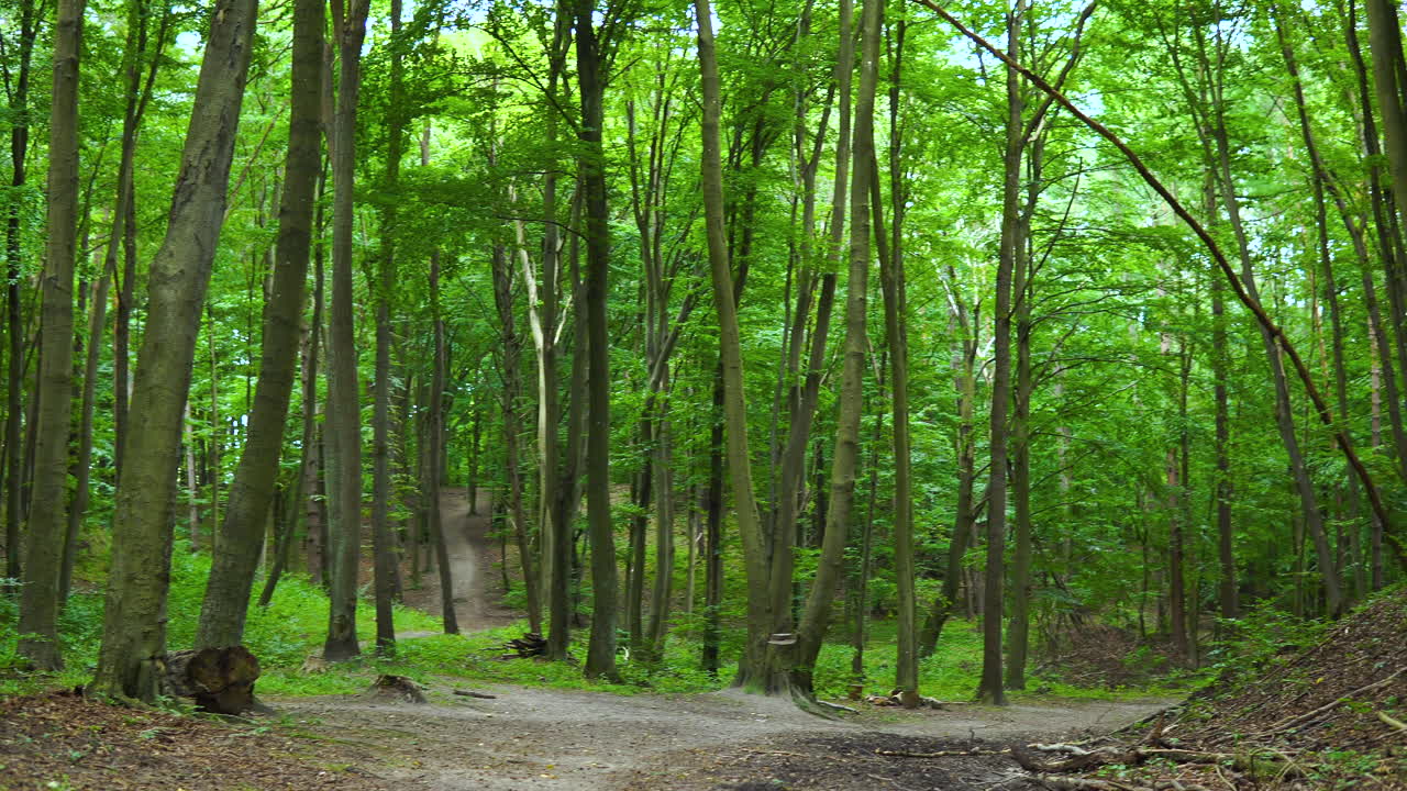 울창한 녹색 숲의 명확한 통로 - 패닝 샷