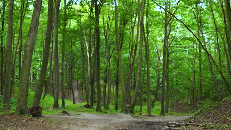 camino claro en un espeso bosque verde - toma panorámica