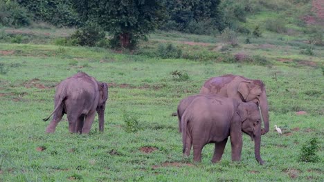 Los-Elefantes-Asiáticos-Son-Especies-En-Peligro-De-Extinción-Y-También-Son-Residentes-De-Tailandia