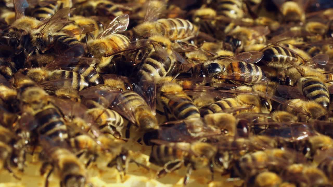 Macro shot of bees swarming on a honeycomb. Frames of a bee hive. Apiary concept. Slow motion