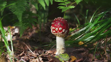 Agárico-De-Mosca-O-Amanita-Muscaria-Hongo-Venenoso-Con-Gorra-Roja-Y-Manchas-Blancas-En-El-Bosque