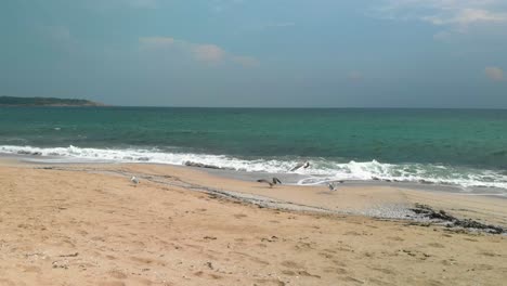 Imágenes-De-Paralaje-De-Drones-2-Alrededor-De-Gaviotas-En-La-Playa-Frente-Al-Agua-En-Sozopol,-Bulgaria