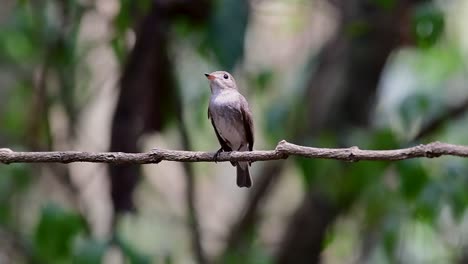 El-Papamoscas-Marrón-Asiático-Es-Un-Pequeño-Pájaro-Paseriforme-Que-Se-Reproduce-En-Japón,-Himalaya-Y-Siberia