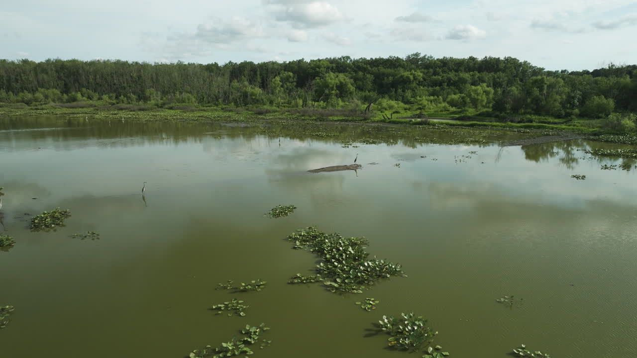 lirios acuáticos flotando en la superficie del lago spile en missouri, ee.uu.