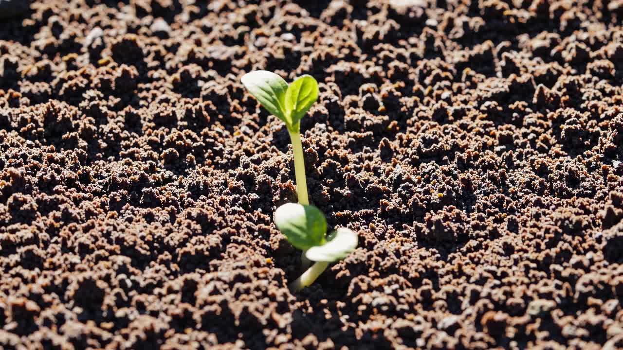 土から顔を出す小さな緑の芽をローアングルで捉えたクローズアップ動画