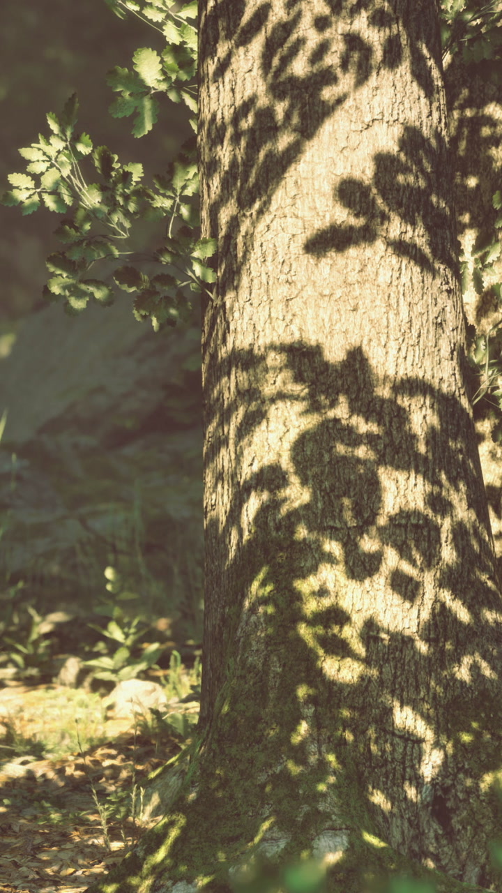 Sunlight dancing on tree bark as shadows play in serene forest setting