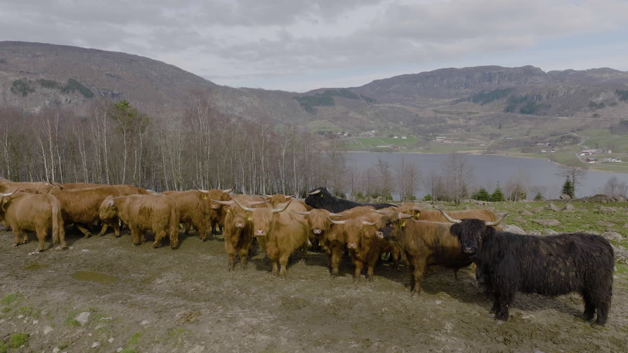 Bovini delle Highlands con lunghe corna e manti ispidi in un pascolo