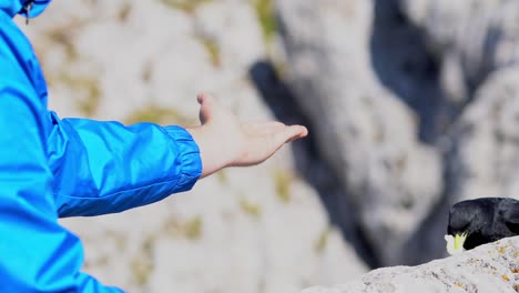 Stunning-HD-footage-of-a-black-mountain-jackdow-gracefully-approaching,-takes-food-from-a-hand,-and-soaring-away