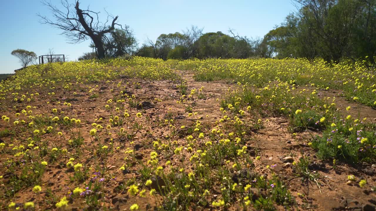 vuelo bajo de flores silvestres amarillas que crecen en la tierra roja, australia occidental