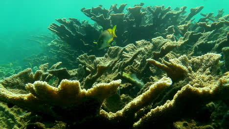 Coral-Cuerno-De-Alce-En-El-Caribe