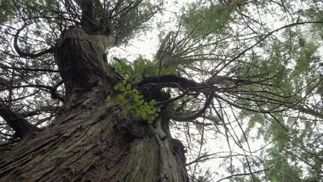 plano medio, girando mientras mira hacia un cedro desde el suelo