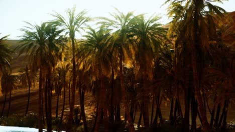 palm-trees-inside-the-dunes