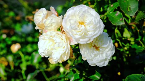 White-roses-in-garden,-close-up,-closeup-macro-view,-green-background