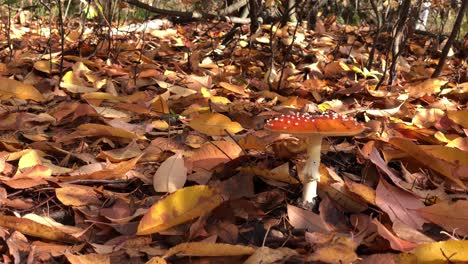 Hongo-Amanita-muscaria-De-Cerca-En-El-Bosque