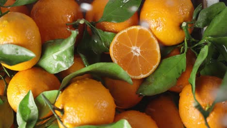 fresh tangerines with leaves falling drops of water.