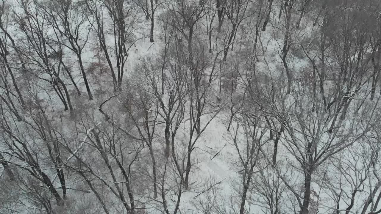 Person Hiking Through Snow Covered Forest Drone Aerial Hills Leafless Trees Flyover