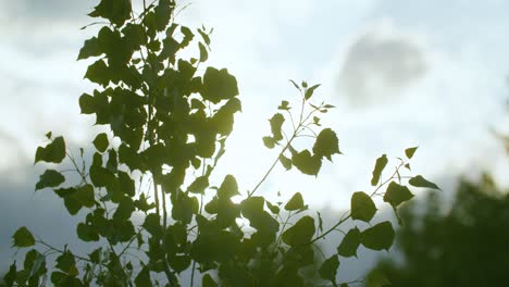 the sun silhouetted through the leaves of a tree