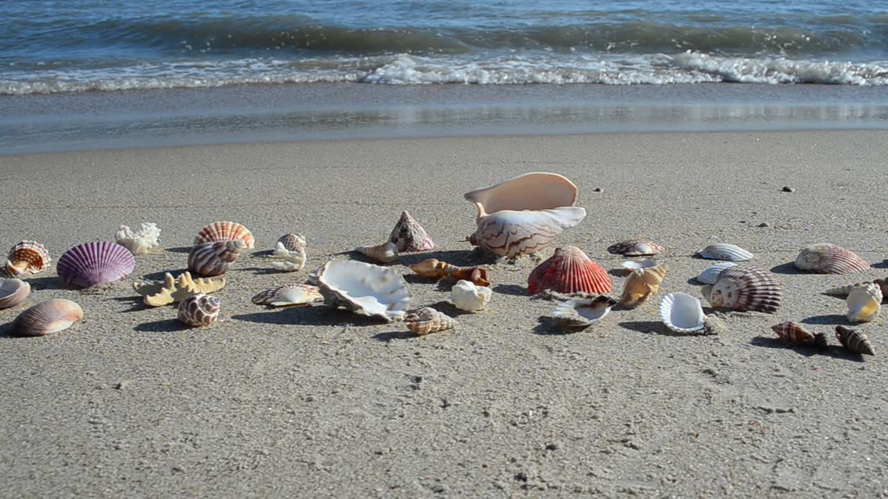 Cockleshells on sand, the beach. Shooting on the beach